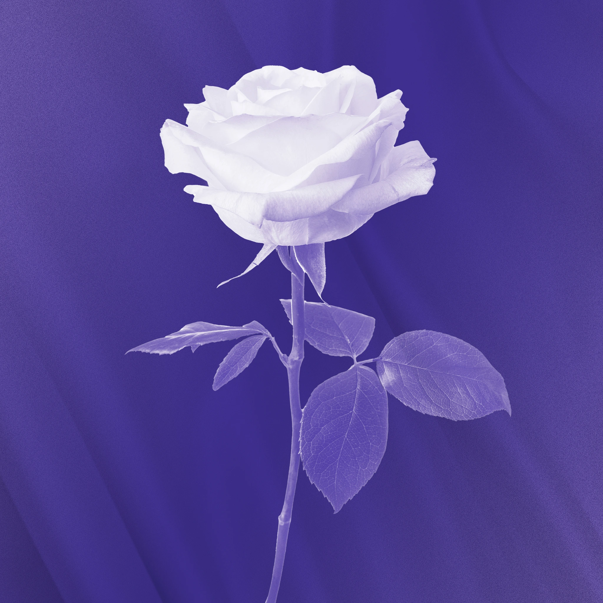 La Flor: The Music of Selena